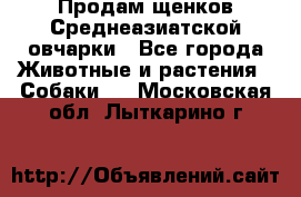 Продам щенков Среднеазиатской овчарки - Все города Животные и растения » Собаки   . Московская обл.,Лыткарино г.